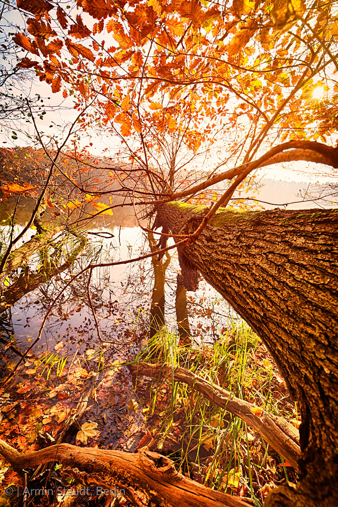 fallen autumn tree in a lake