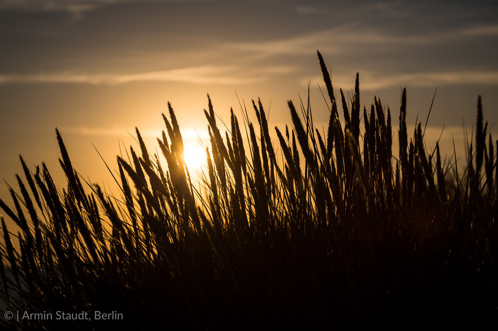 silhouette of marram grass and sunset
