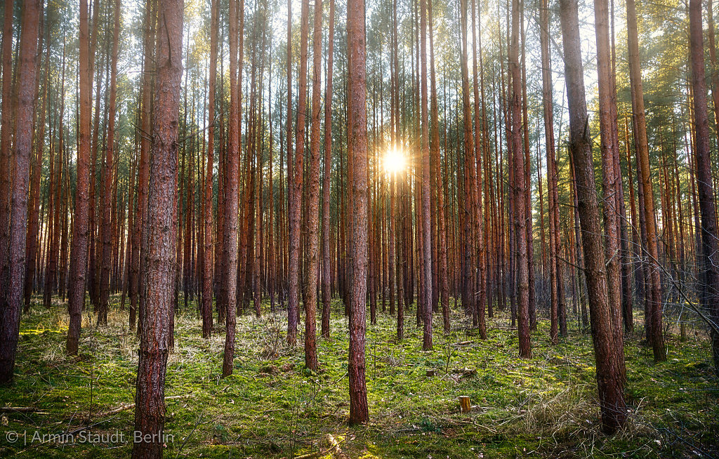 sunset in a pine tree forest near Berlin