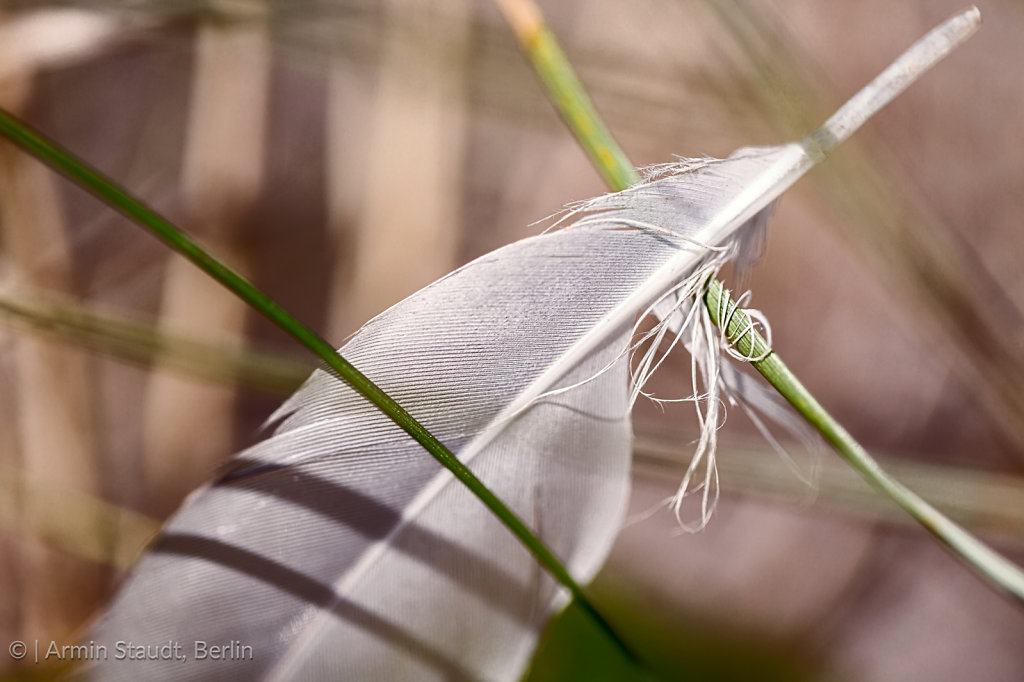 macro of an old feather laying on a beach
